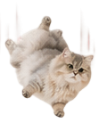 陪伴漂亮姐姐的小猫