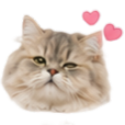 陪伴漂亮姐姐的小猫