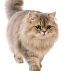 正在寻找证据的小猫